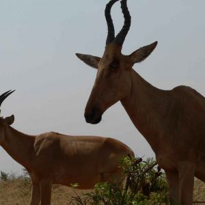 nkundwa (36)